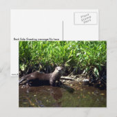 Fluss Otter-Summer Postkarte (Vorne/Hinten)