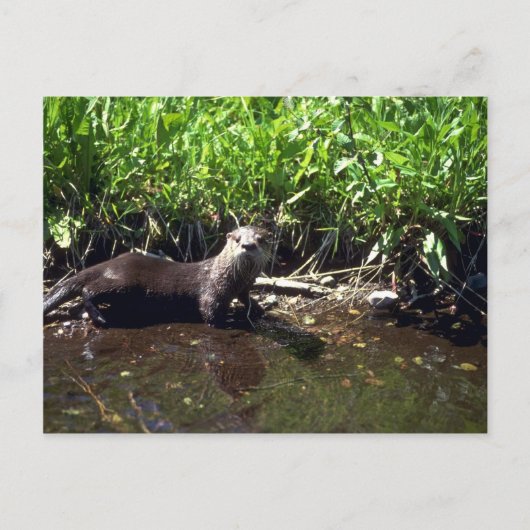 Fluss Otter-Summer Postkarte (Vorderseite)