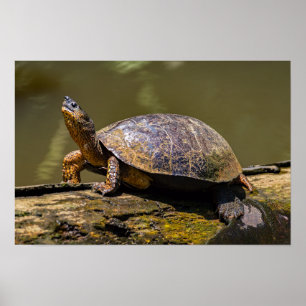 Fluss-Schildkröte in Tortuguero - Costa Rica Poster