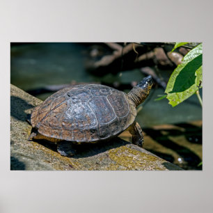 Fluss-Schildkröte in Tortuguero - Costa Rica Poster