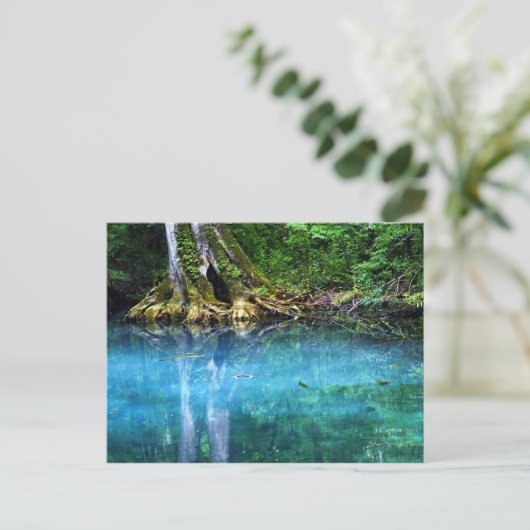 Fluss Silver Springs Postkarte (Stehend Vorderseite)