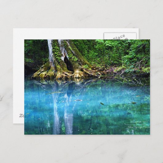 Fluss Silver Springs Postkarte (Vorne/Hinten)