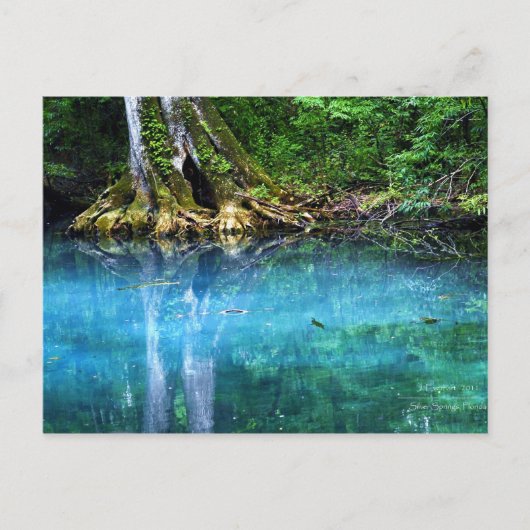 Fluss Silver Springs Postkarte (Vorderseite)