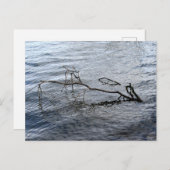 Fluss, Stillleben Postkarte (Vorne/Hinten)