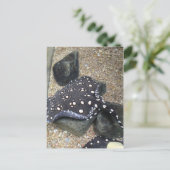 Fluss Stingray # 14 Postkarte (Stehend Vorderseite)
