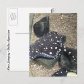 Fluss Stingray # 14 Postkarte (Vorne/Hinten)