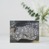Fluss Stingray # 15 Postkarte (Stehend Vorderseite)