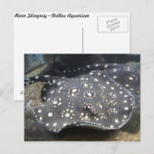 Fluss Stingray # 15 Postkarte (Vorne/Hinten)