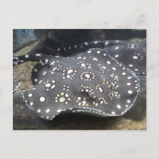 Fluss Stingray # 15 Postkarte (Vorderseite)