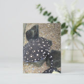 Fluss Stingray # 3 Postkarte (Stehend Vorderseite)