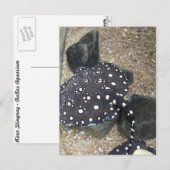 Fluss Stingray # 3 Postkarte (Vorne/Hinten)