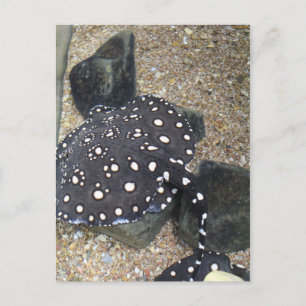 Fluss Stingray # 3 Postkarte