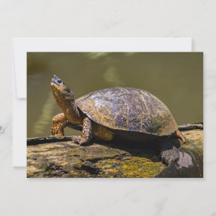 Fluss Turtle bei Tortuguero - Costa Rica Einladung