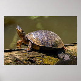 Fluss Turtle bei Tortuguero - Costa Rica Poster