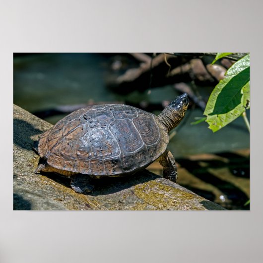 Fluss Turtle bei Tortuguero - Costa Rica Poster (Vorne)