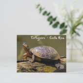 Fluss Turtle bei Tortuguero - Costa Rica Postkarte (Stehend Vorderseite)