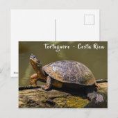 Fluss Turtle bei Tortuguero - Costa Rica Postkarte (Vorne/Hinten)