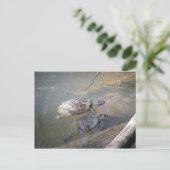 Fluss Turtles Postcard Postkarte (Stehend Vorderseite)