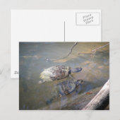 Fluss Turtles Postcard Postkarte (Vorne/Hinten)