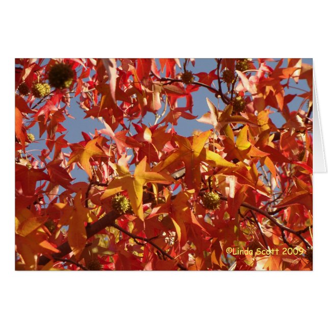 Flüssiges Bernstein-Blätter (Vorderseite (Horizontal))