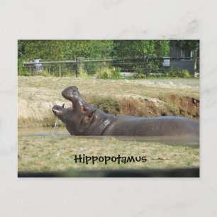 Flusspferd beim Trinken Postkarte