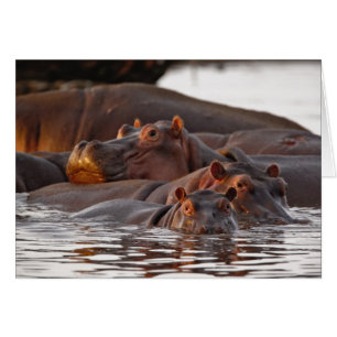 Flusspferd, Hippopotamus amphibius, See