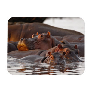 Flusspferd, Hippopotamus amphibius, See Magnet