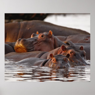 Flusspferd, Hippopotamus amphibius, See Poster