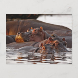 Flusspferd, Hippopotamus amphibius, See Postkarte