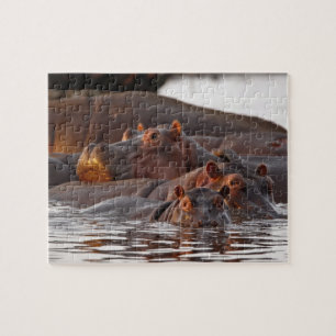 Flusspferd, Hippopotamus amphibius, See Puzzle