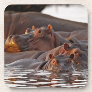 Flusspferd, Hippopotamus amphibius, See Untersetzer
