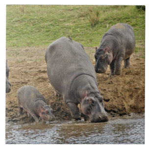 Flusspferd, Hippopotamus amphibius, Serengeti Fliese