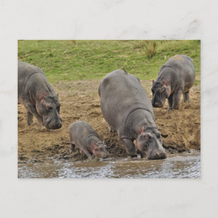 Flusspferd, Hippopotamus amphibius, Serengeti Postkarte