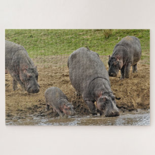 Flusspferd, Hippopotamus amphibius, Serengeti Puzzle