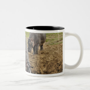Flusspferd, Hippopotamus amphibius, Serengeti Zweifarbige Tasse