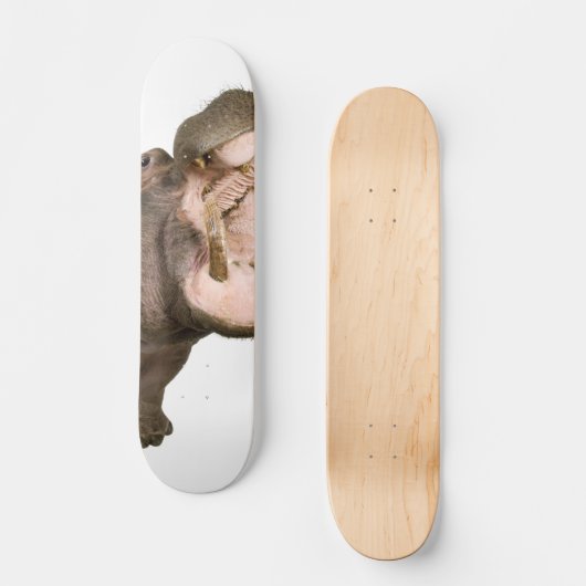 Flusspferd Skateboard (Vorderseite)