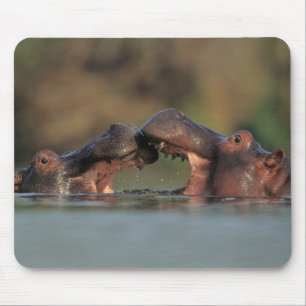 Flusspferde (Hippopotamus Amphibius) Ringen Mousepad