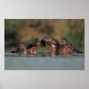 Flusspferde (Hippopotamus Amphibius) Ringen Poster