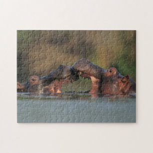 Flusspferde (Hippopotamus Amphibius) Ringen Puzzle