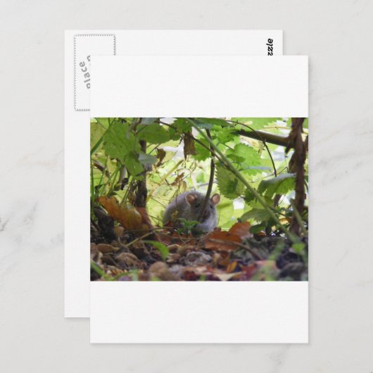 Flussrat Postkarte (Vorne/Hinten)