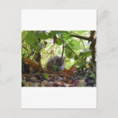 Flussrat Postkarte (Vorderseite)