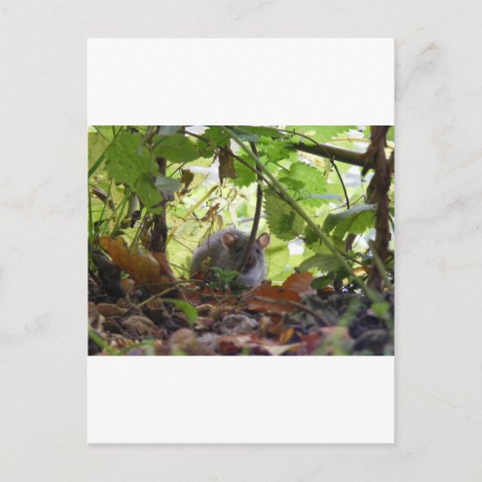 Flussrat Postkarte (Vorderseite)