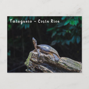 Flussschildkröte sonnt sich in Tortuguero - Costa Postkarte
