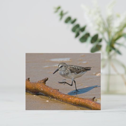 Flussuferläufer-Postkarte Postkarte (Stehend Vorderseite)