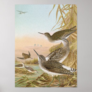 "Flussuferläufer-" Vintage Vogel-Illustration Poster