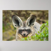 Flüstern der Nacht: Bat-Eared Fox Poster (Vorne)