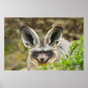 Flüstern der Nacht: Bat-Eared Fox Poster