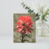 Flüstern der Wildnis: Indischer Pinsel Postkarte (Stehend Vorderseite)