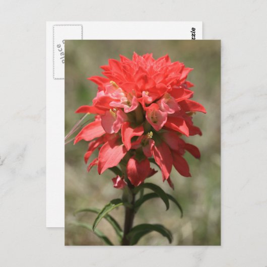 Flüstern der Wildnis: Indischer Pinsel Postkarte (Vorne/Hinten)