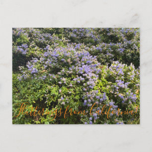 Flutterings aus Kalifornien: Ceanothus Postkarte
